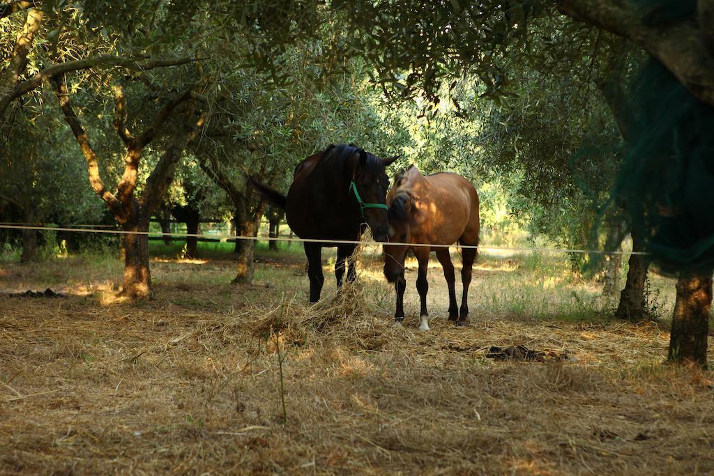 Agriturismo Il Pozzo Casal Velino Dış mekan fotoğraf