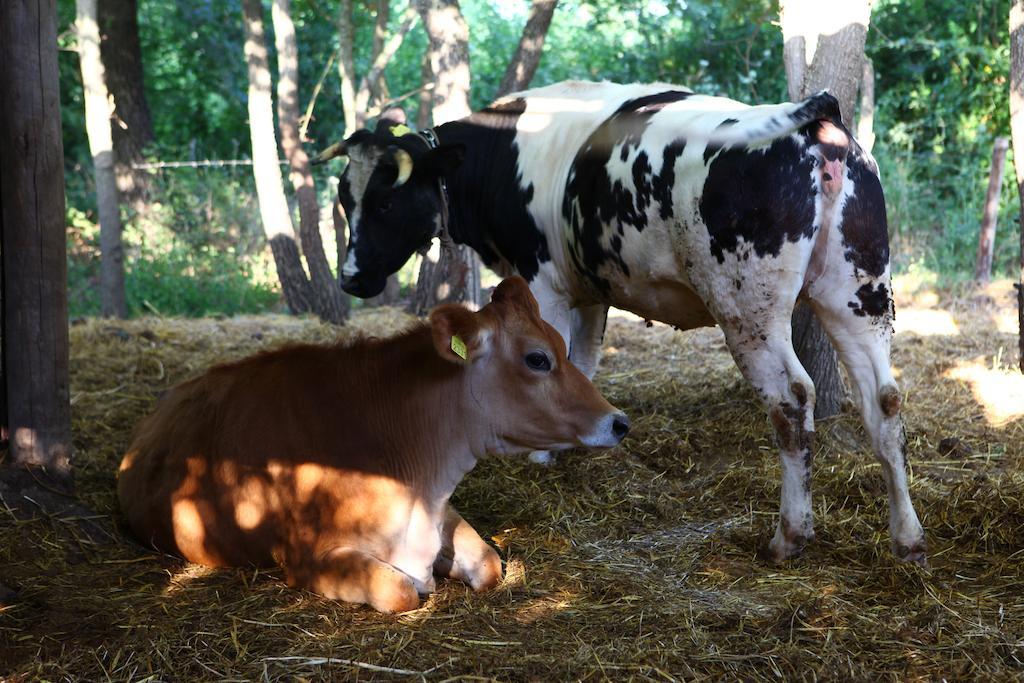Agriturismo Il Pozzo Casal Velino Dış mekan fotoğraf